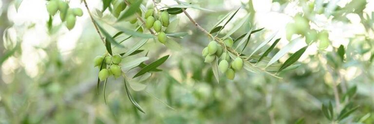 חליטת עלי זית - תה הצמחים שאתם מאוד רוצים לשתות - בתמונה עלי עץ זית וזיתים הגדלים ביניהם