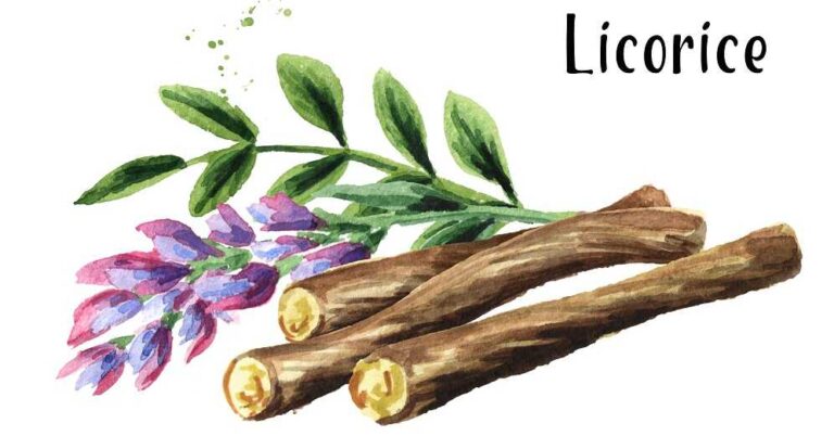 ליקוריץ - עדויות של משתמשים - בתמונה ענפים ועלים של צמח הליקוריץ