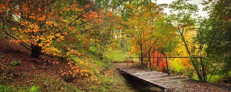לאן כדאי לנסוע כדי למנוע ולרפא סרטן? - בתמונה יער ובו גשר עץ קטן