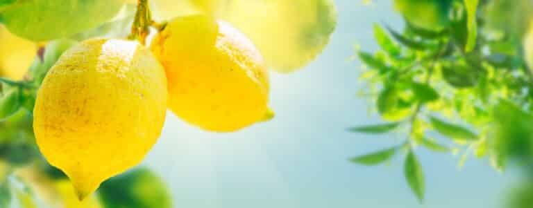 אפטות ופצעים בפה - בתמונה עץ לימון